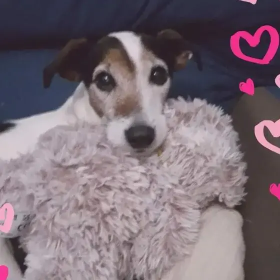 Jack Russell Terrier