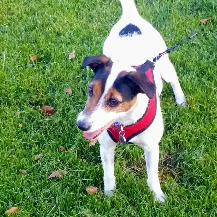 Jack Russell Terrier