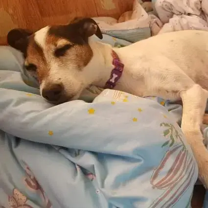 Jack Russell Terrier