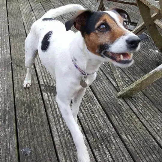 Jack Russell Terrier