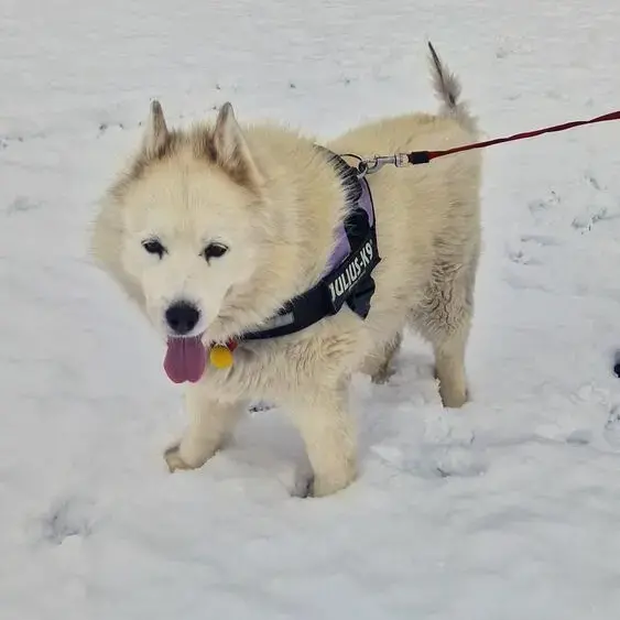 Samoyed