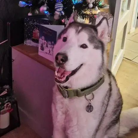 Alaskan Malamute