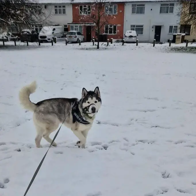 Alaskan Malamute