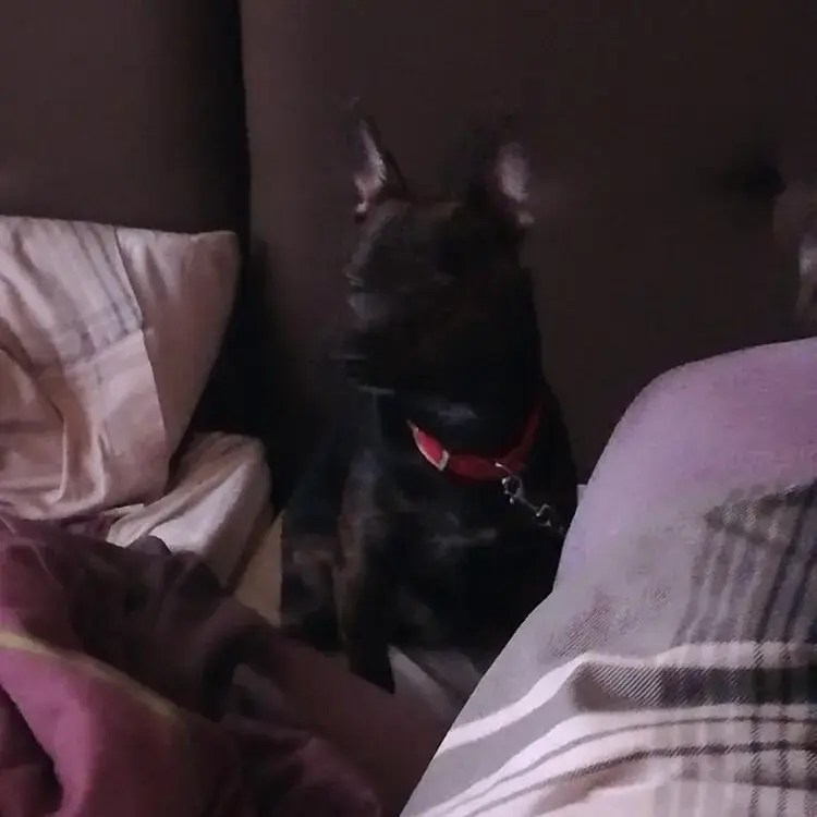 Jack Russell Terrier