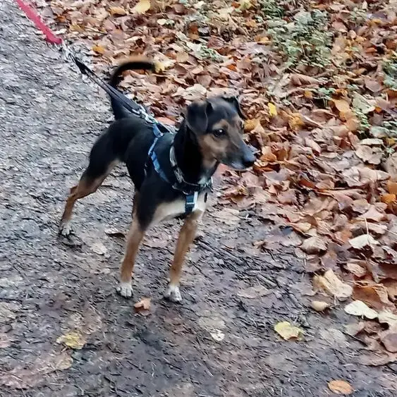 Jack Russell Terrier