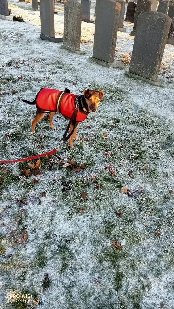 Jack Russell Terrier