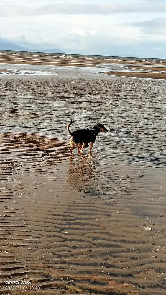 Jack Russell Terrier
