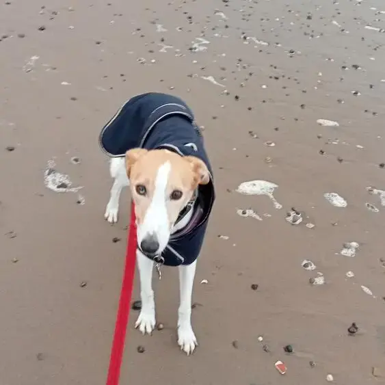 Lurcher