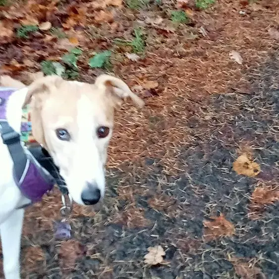 Lurcher