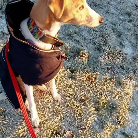 Lurcher