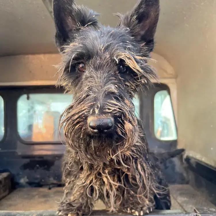 Scottish Terrier