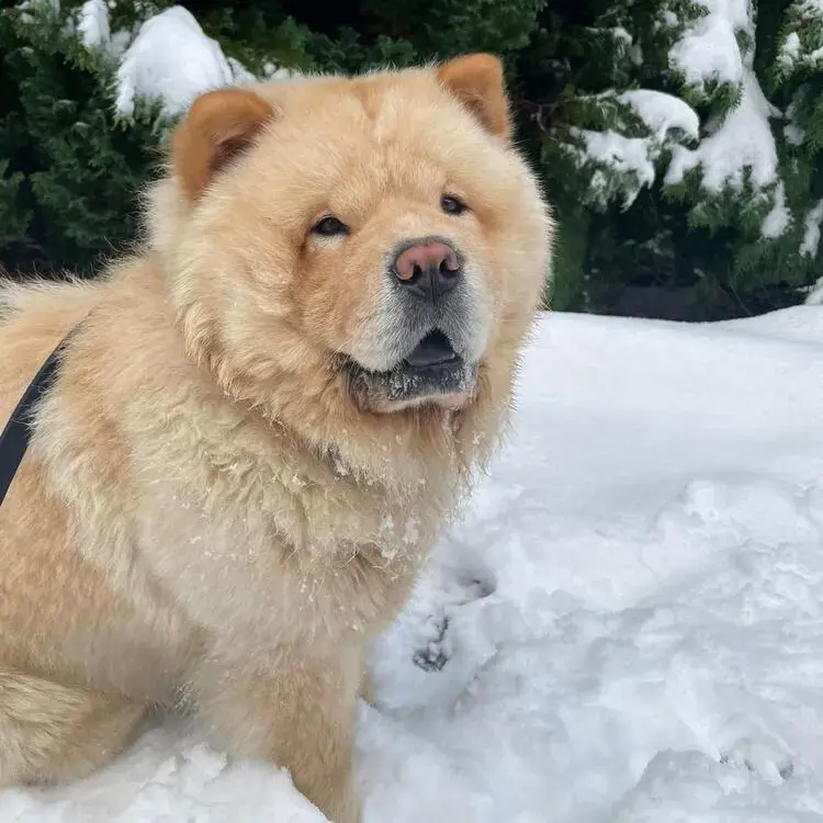 Chow Chow