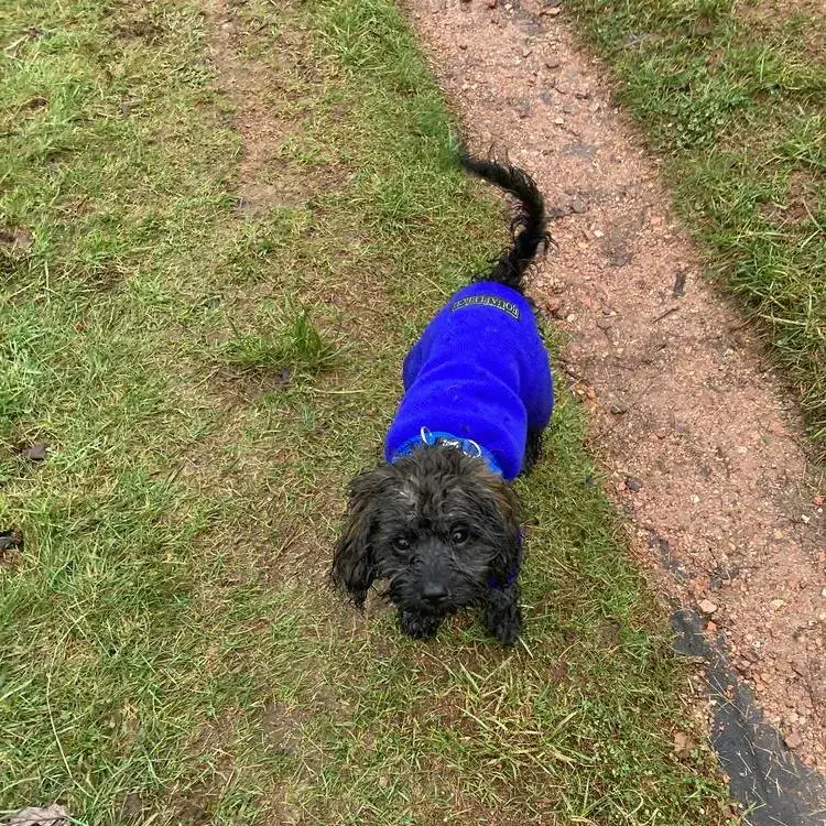 Poodle (Miniature)