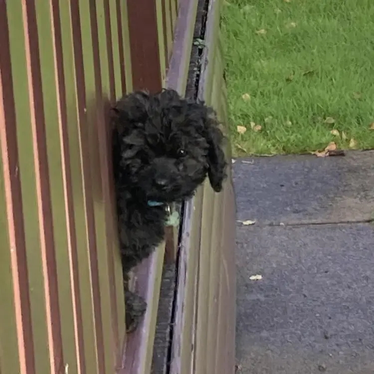Poodle (Miniature)