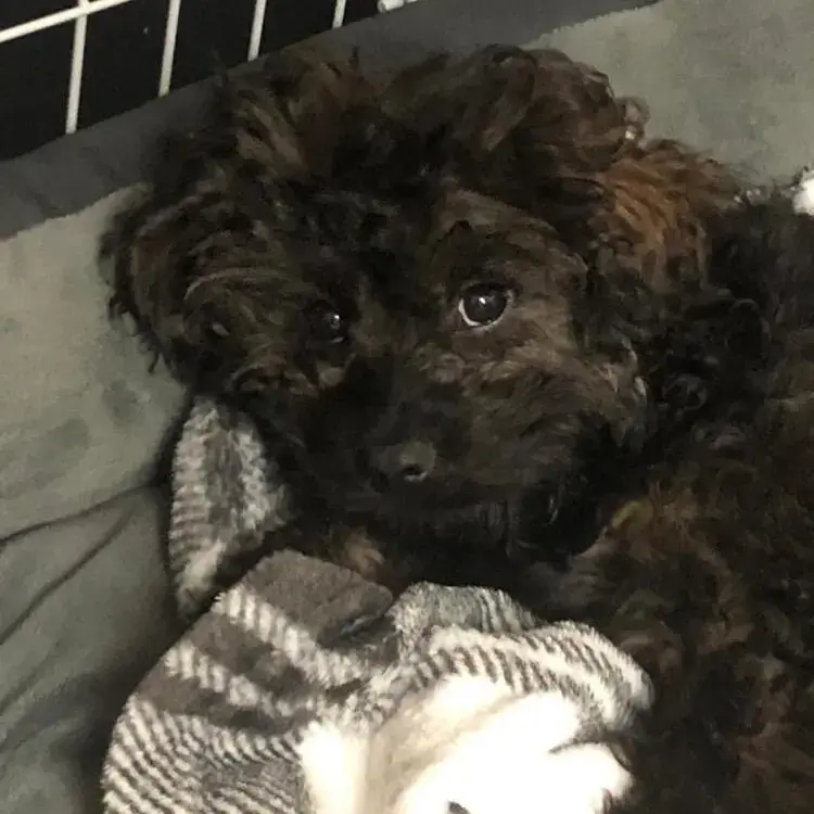 Poodle (Miniature)