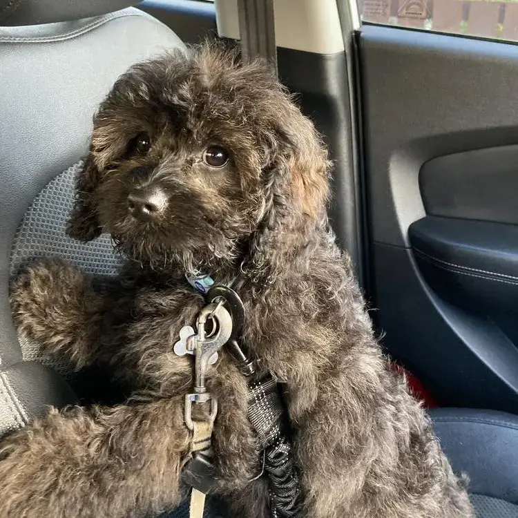 Poodle (Miniature)