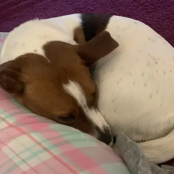 Jack Russell Terrier