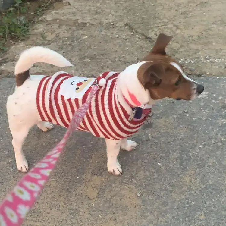 Jack Russell Terrier