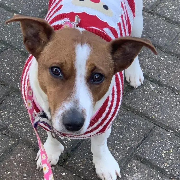 Jack Russell Terrier