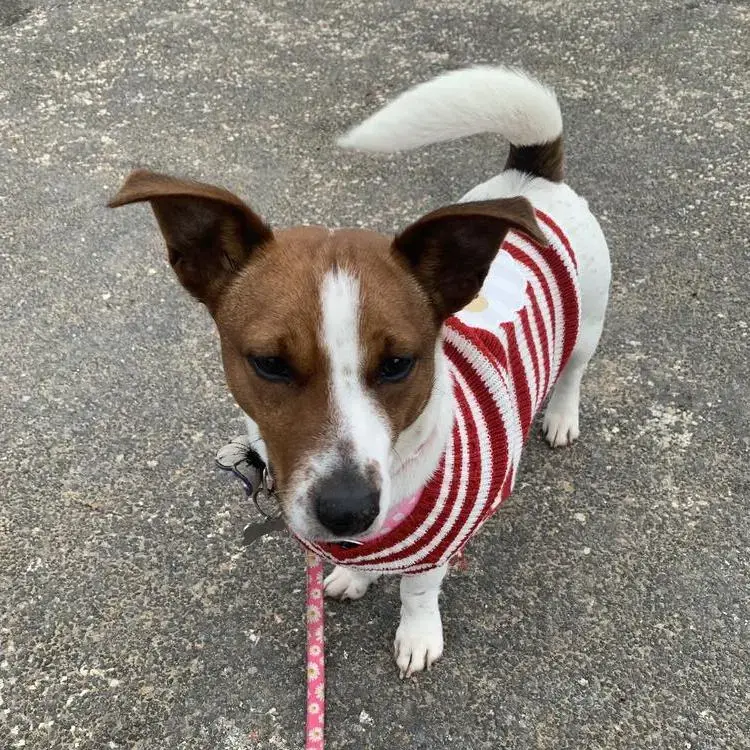 Jack Russell Terrier