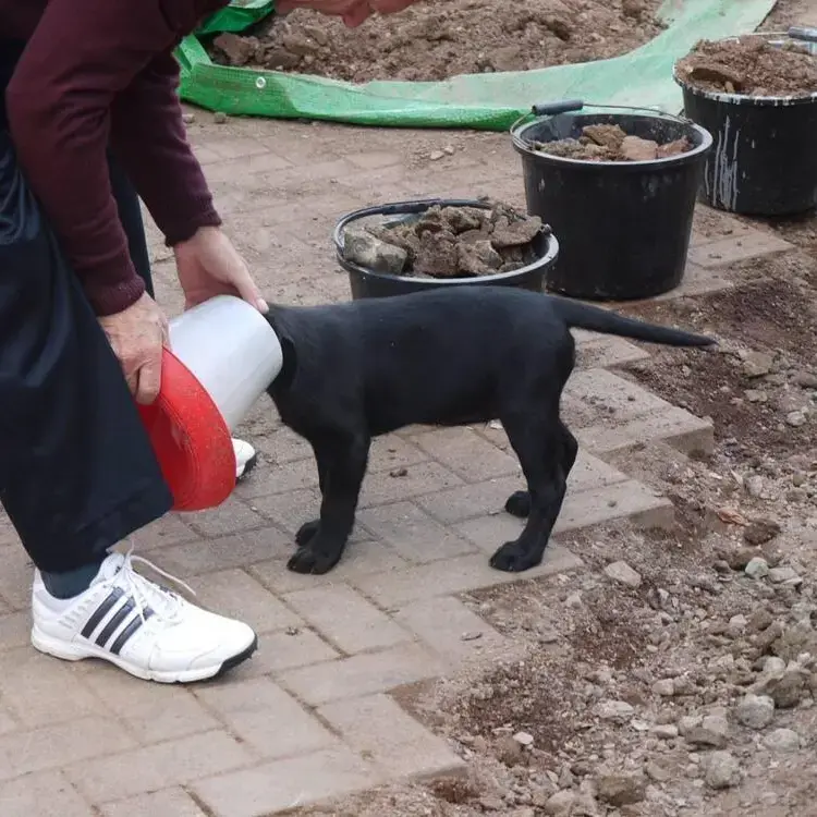 Labrador Retriever