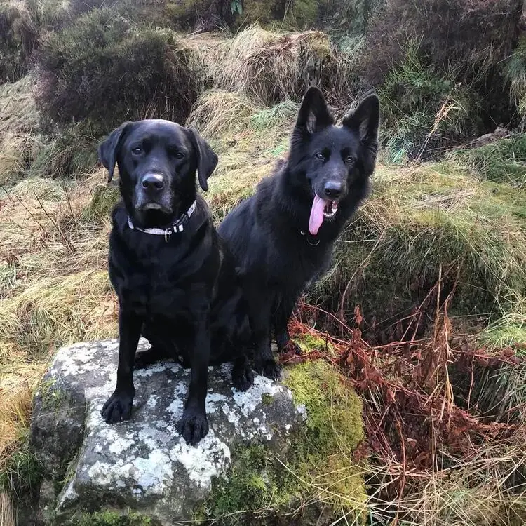 Labrador Retriever