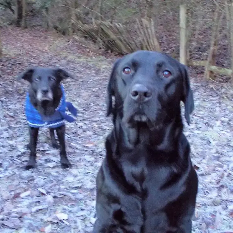 Labrador Retriever
