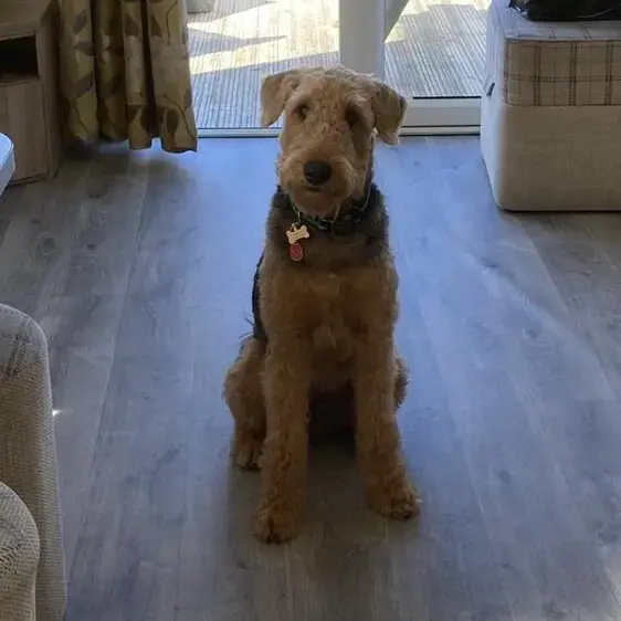 Airedale Terrier
