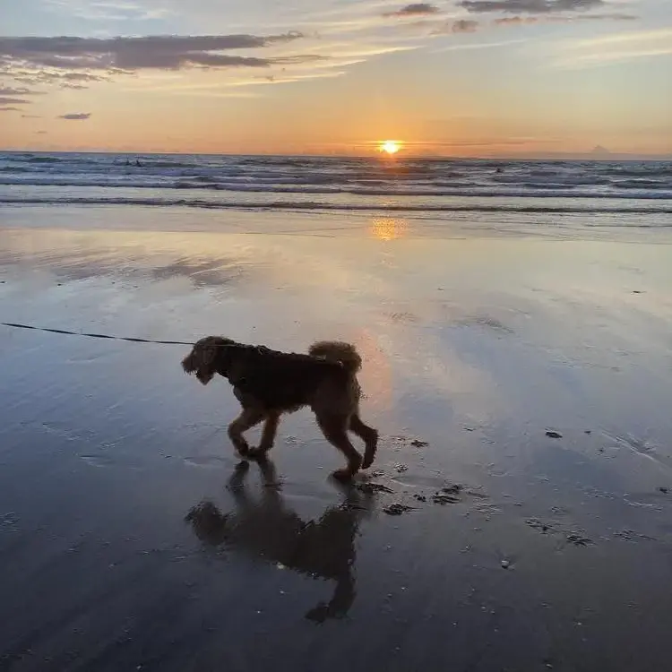 Airedale Terrier