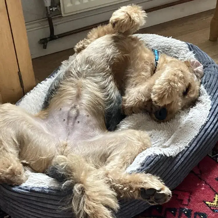 Airedale Terrier