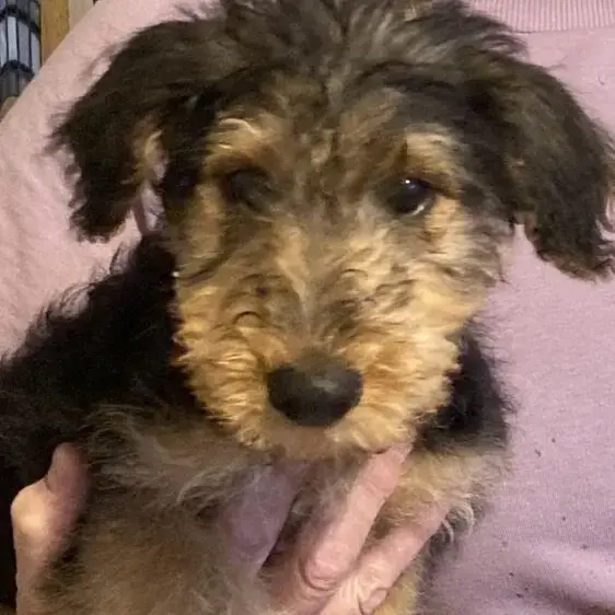Airedale Terrier