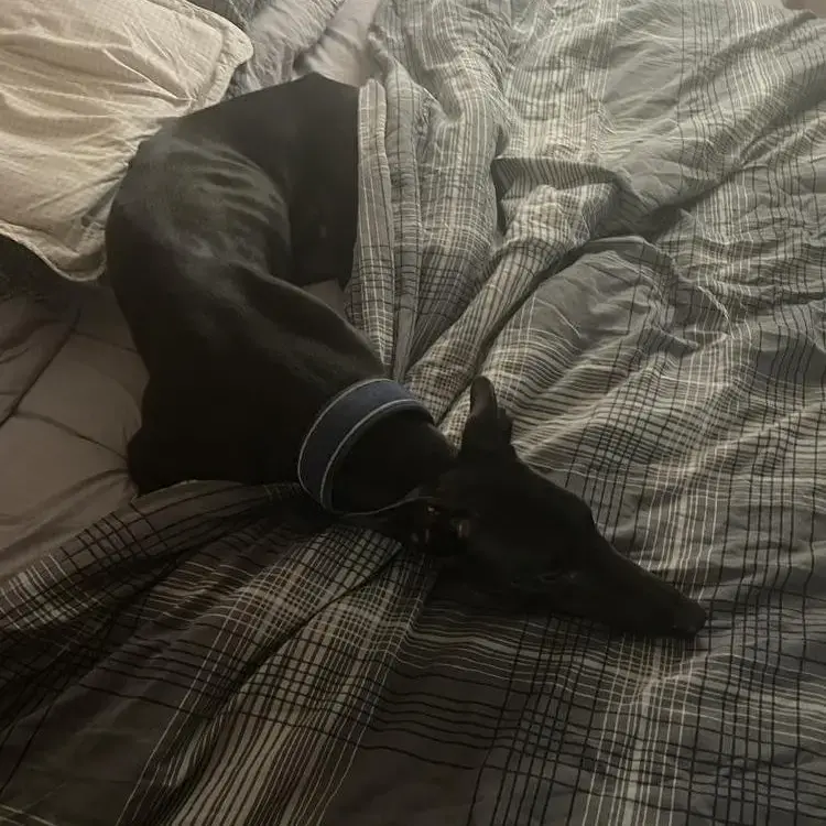 Greyhound