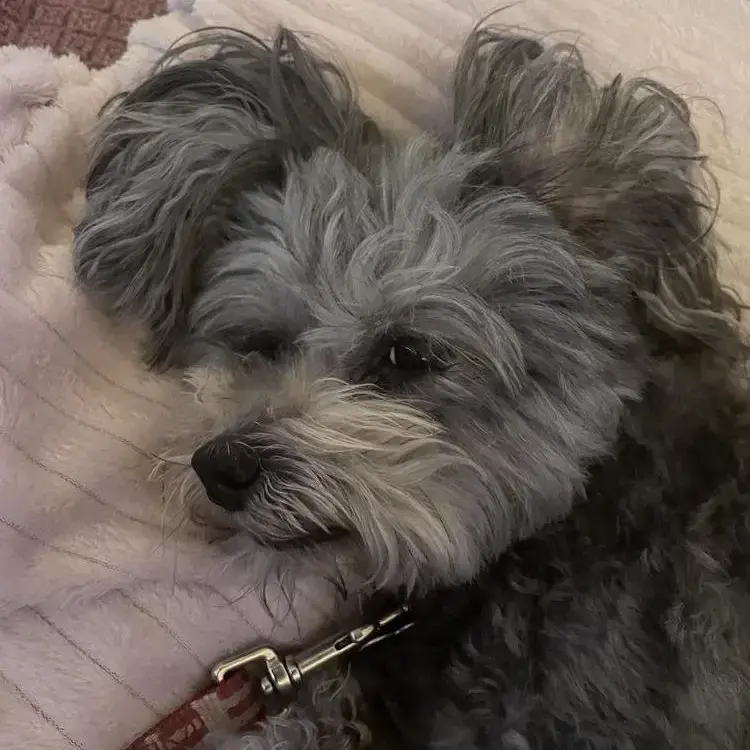 Poodle (Standard)