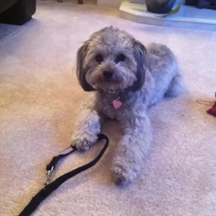 Poodle (Standard)