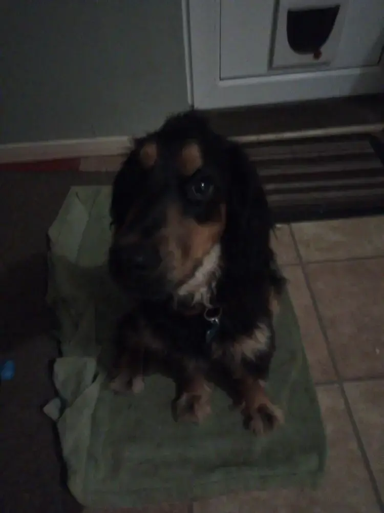 Cocker Spaniel (English)
