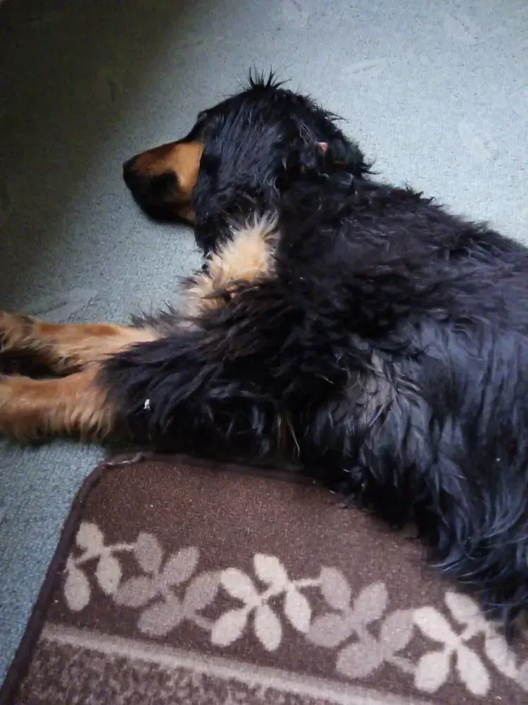 Cocker Spaniel (English)