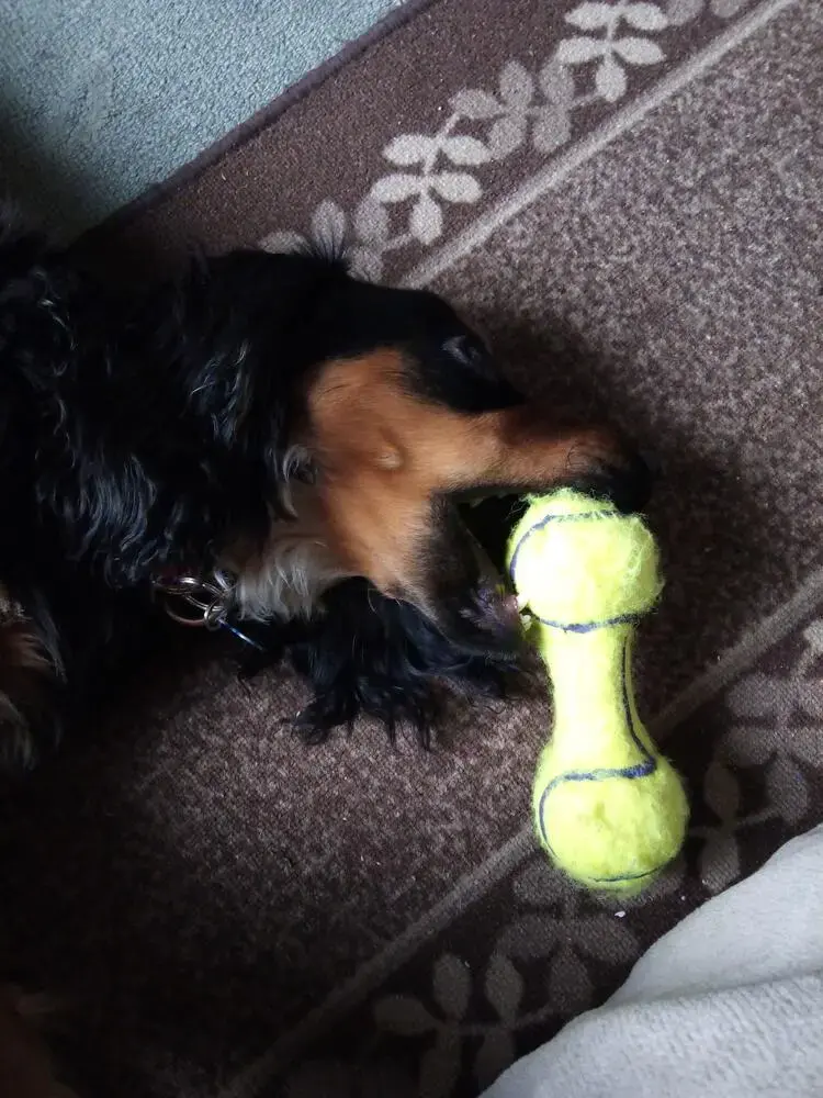 Cocker Spaniel (English)