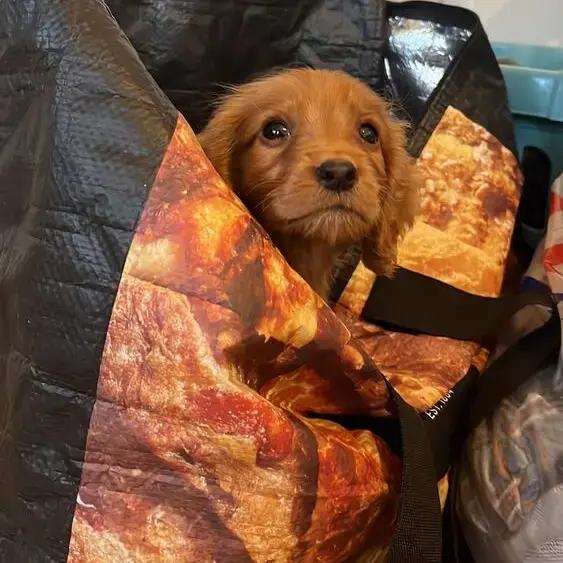 Cocker Spaniel (English)