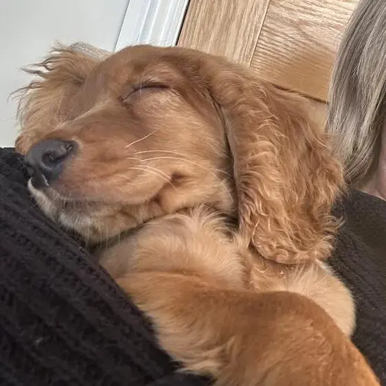 Cocker Spaniel (English)