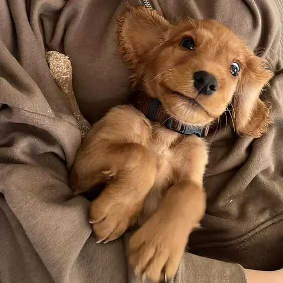 Cocker Spaniel (English)