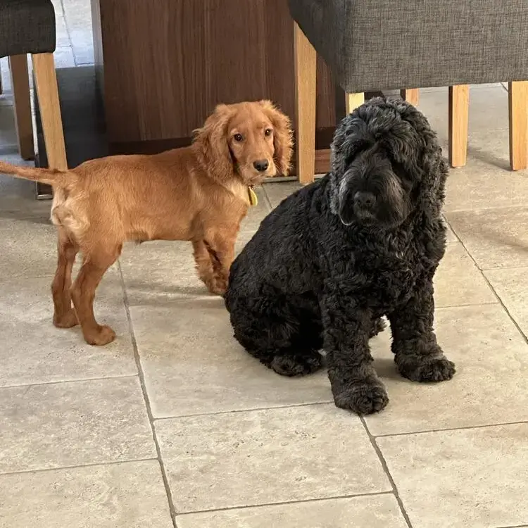 Cocker Spaniel (English)