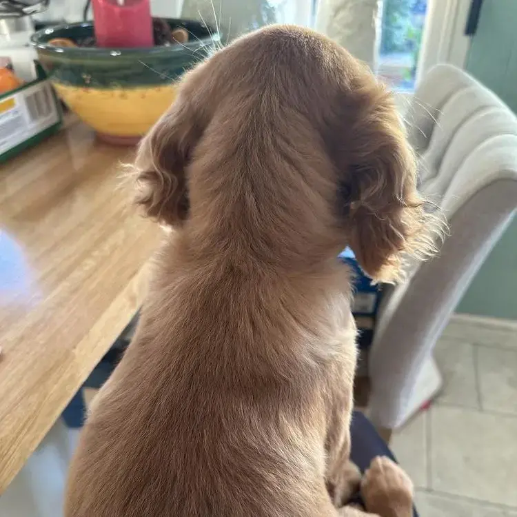 Cocker Spaniel (English)