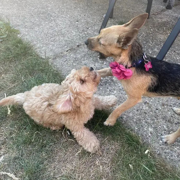 Jack Russell Terrier