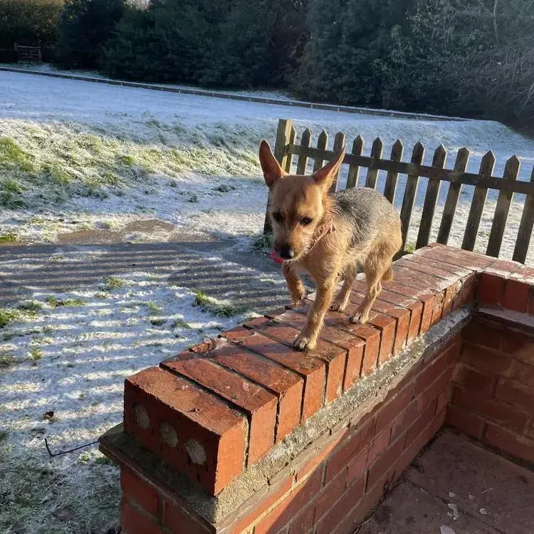 Jack Russell Terrier