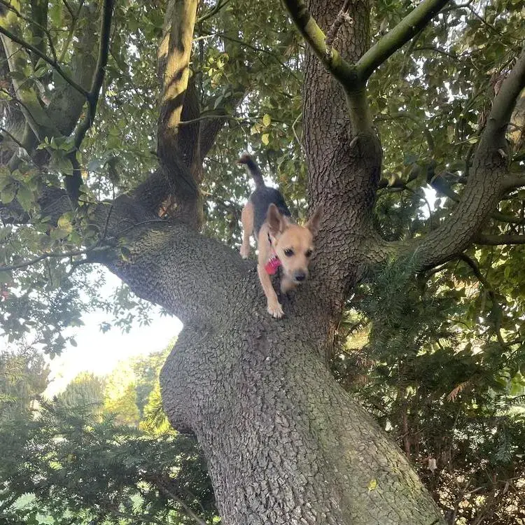 Jack Russell Terrier