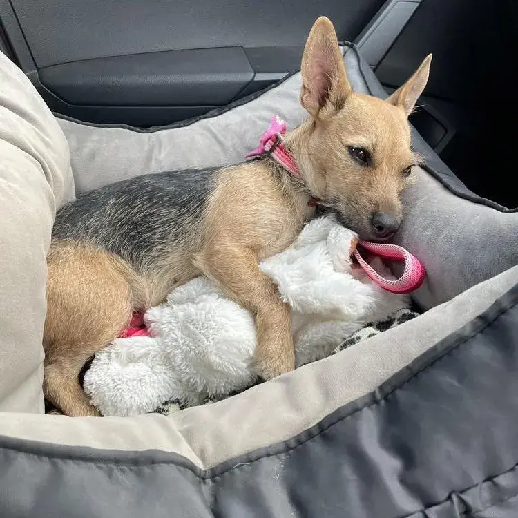 Jack Russell Terrier