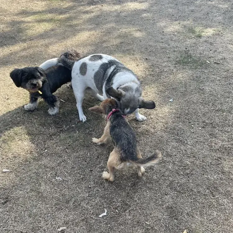 Jack Russell Terrier