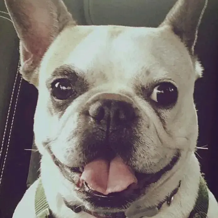French Bulldog