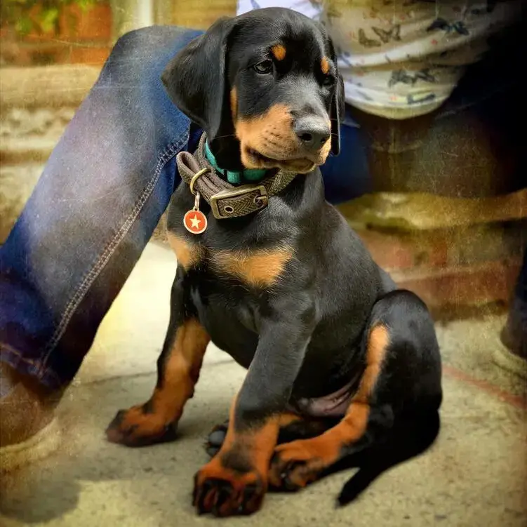 Dobermann