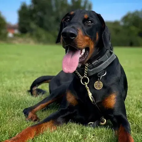 Dobermann